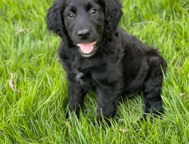 Vienna Goldendoodle