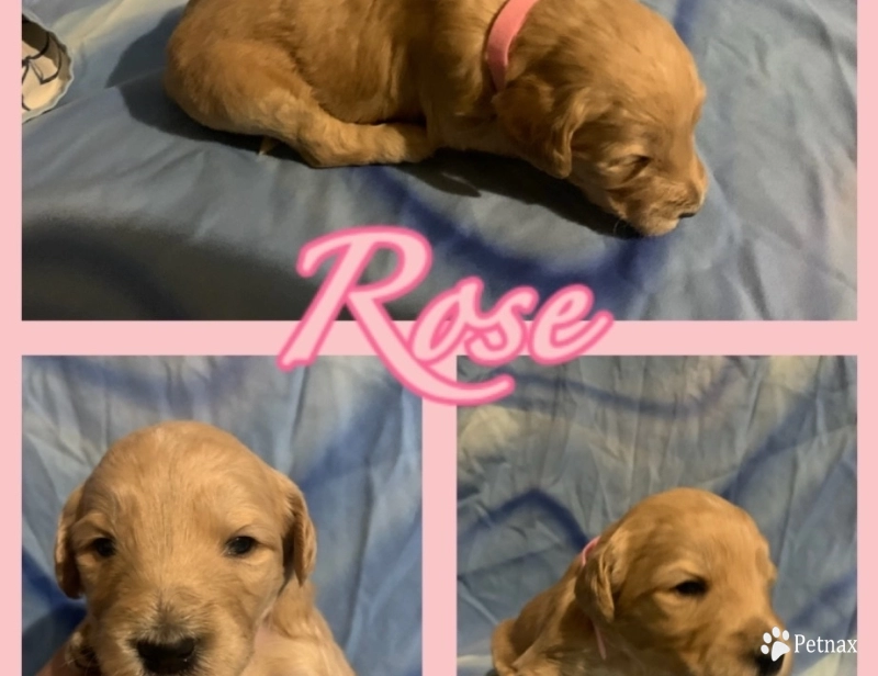 Rose Goldendoodle