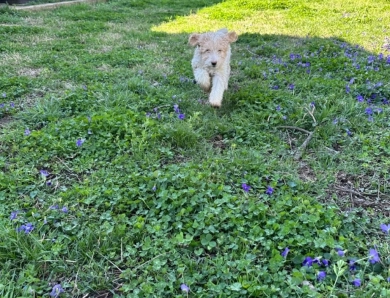 Aster Goldendoodle