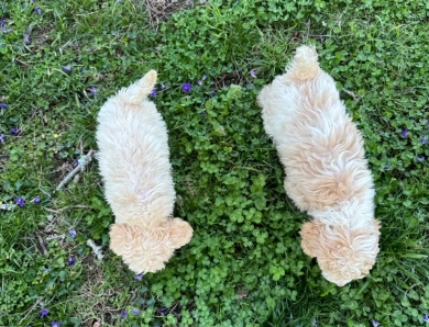 Cosmos Goldendoodle