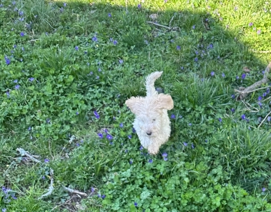 Cosmos Goldendoodle