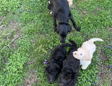 Jasmine Goldendoodle