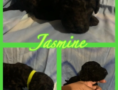 Jasmine Goldendoodle