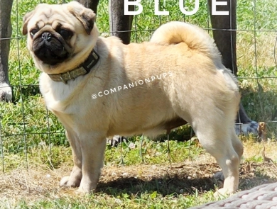 Blue Pug
