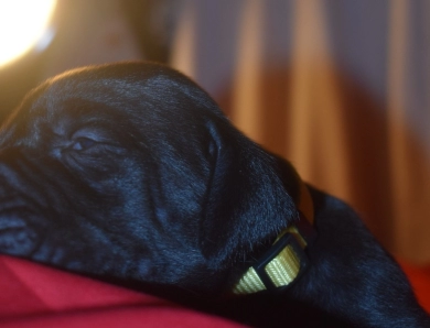 Yellow Collar - Black Female Great Dane