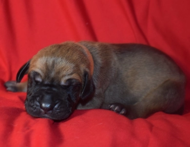 Orange Collar - Fawn Male Great Dane