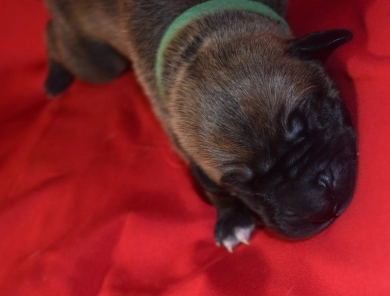 Dark Green Collar - Fawn with Black Mask Great Dane