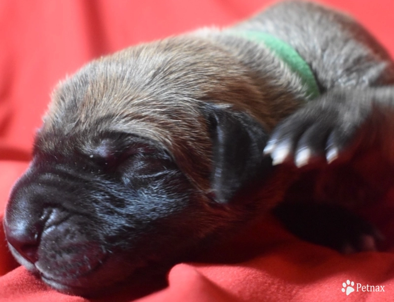 Dark Green Collar - Fawn with Black Mask Great Dane