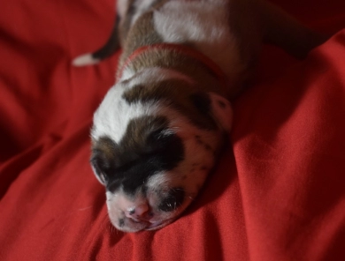 Red Collar - Fawnequin Male Great Dane