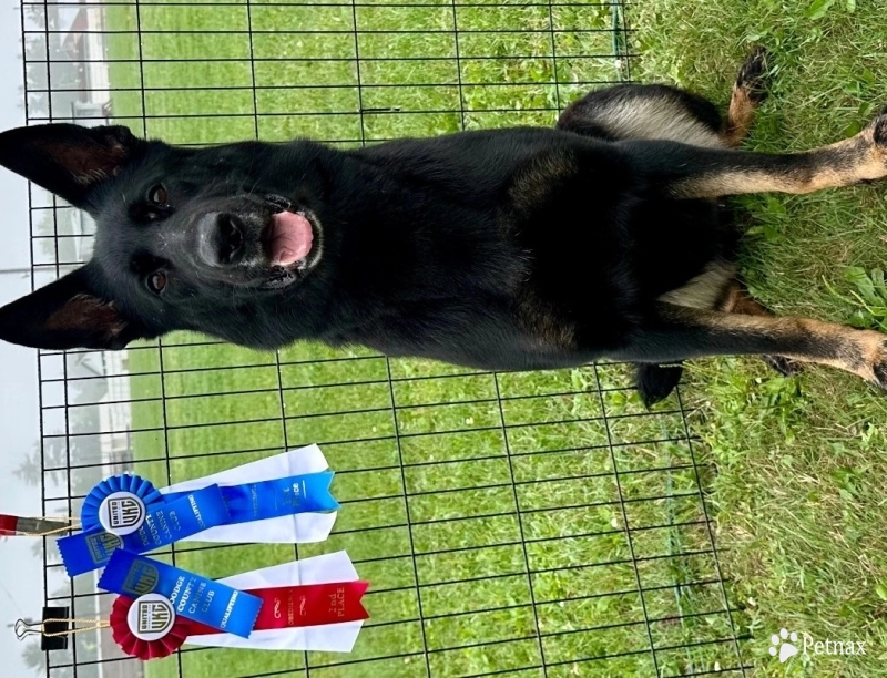 CH Xola Von Der Phantasie URO1,CGCA, ATT,CGCU German Shepherd