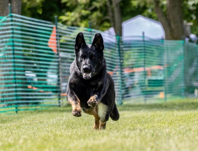 CH Xola Von Der Phantasie URO1,CGCA, ATT,CGCU German Shepherd