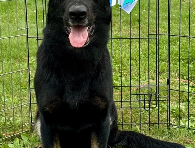 CH Xola Von Der Phantasie URO1,CGCA, ATT,CGCU German Shepherd