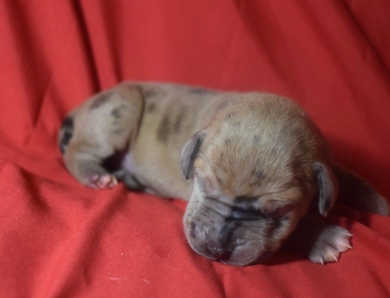 Lavender Collar - Fawn Merle Female Great Dane