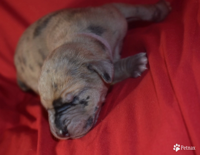 Lavender Collar - Fawn Merle Female Great Dane