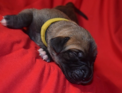 Yellow Collar - Fawn Female with Black Mask Great Dane