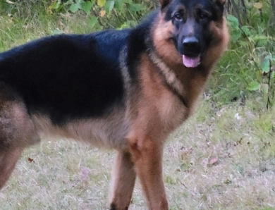 CH Reichterhaus Recon Vom Olsson Haus URO2 German Shepherd