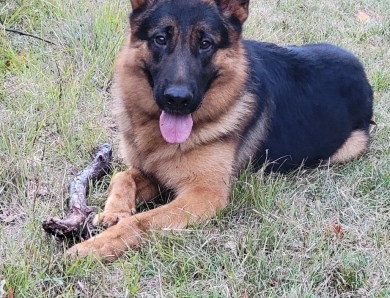 CH Reichterhaus Recon Vom Olsson Haus URO2 German Shepherd