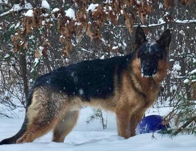 CH Reichterhaus Recon Vom Olsson Haus URO2 German Shepherd