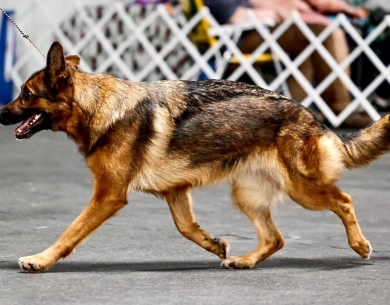 SG1, CH Korrina Contra URO3,BCAT, BN,ATT,FDC German Shepherd