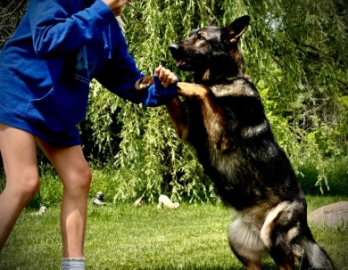 Alita Vom Wahrsten CGCA,ACT,ATT, CGCU,ACT,TKI German Shepherd