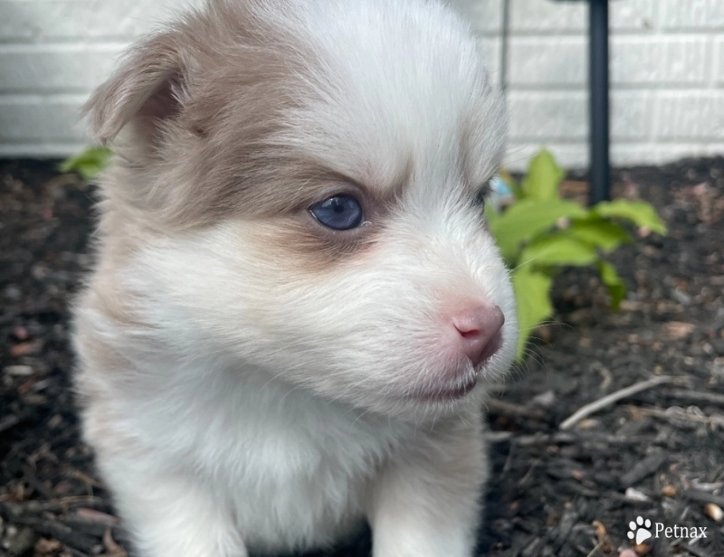 Clover Pomsky