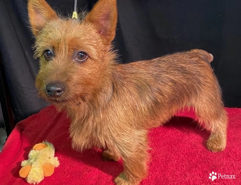 Zebedee Australian Terrier