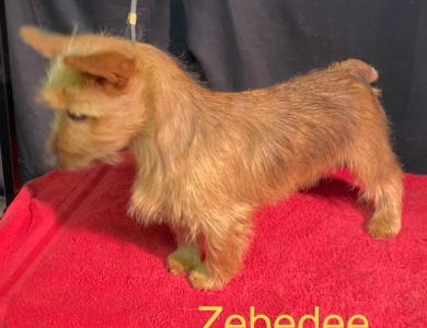 Zebedee Australian Terrier