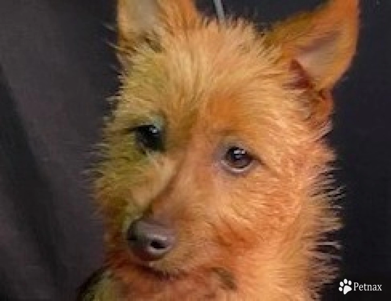 Zephyr Australian Terrier