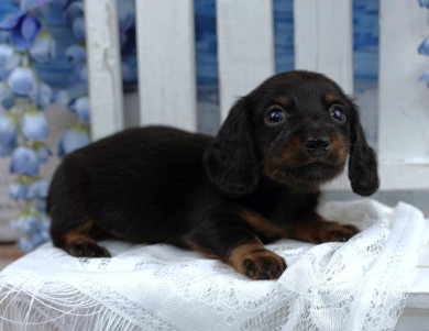 EISTEIN - AKC Dachshund