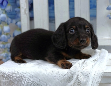 EISTEIN - AKC Dachshund