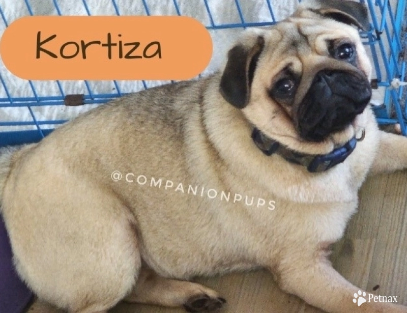 Koritza Pug