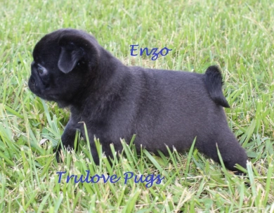 Enzo Pug
