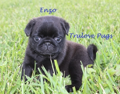 Enzo Pug