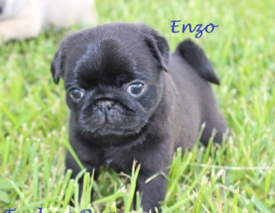 Enzo