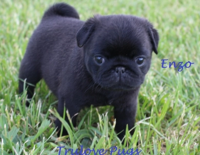 Enzo Pug