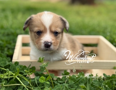 Red Merle boy