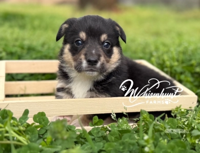 Black Head Tri Pembroke Welsh Corgi