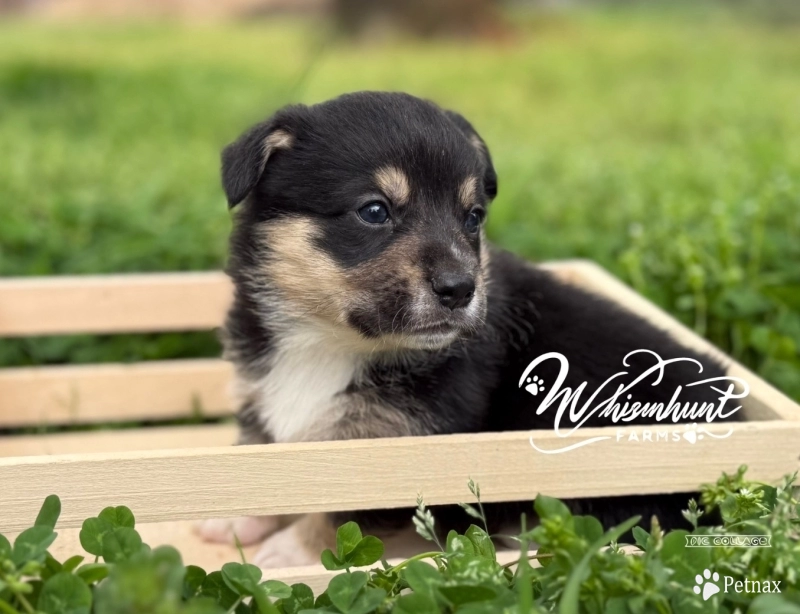 Black Head Tri Black Head Tri Pembroke Welsh Corgi