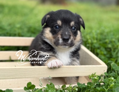 Black Head Tri Pembroke Welsh Corgi