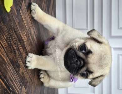 Purple Bow Bright Fawn Pug