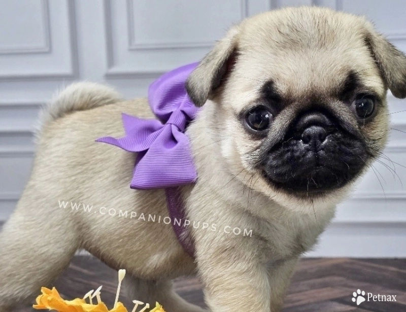 Purple Bow Bright Fawn Purple Bow Bright Fawn Pug