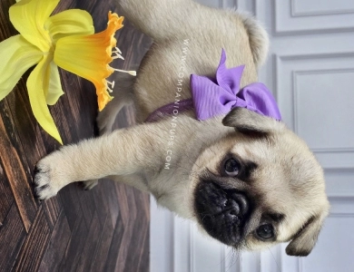 Purple Bow Bright Fawn Pug