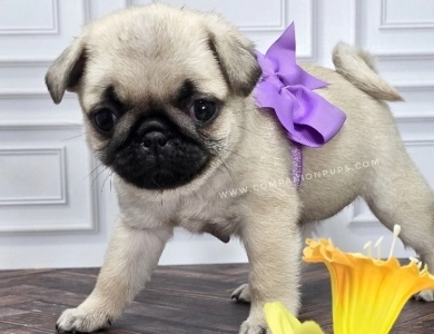 Purple Bow Bright Fawn Pug
