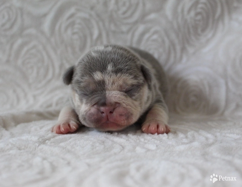 Blue dot male Blue dot male French Bulldog