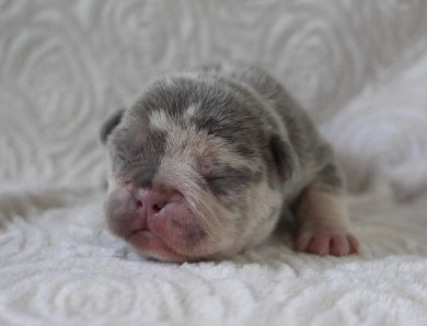 Blue dot male French Bulldog