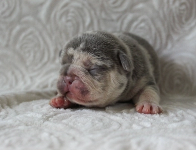 Blue dot male French Bulldog