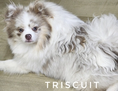 Triscuit Pomeranian