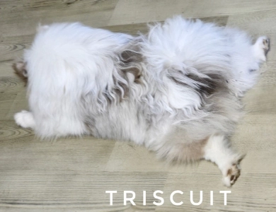 Triscuit Pomeranian