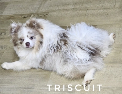 Triscuit Pomeranian