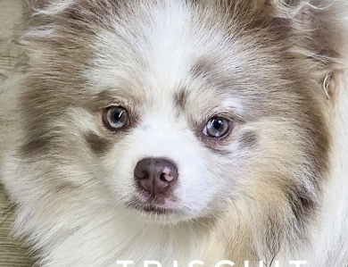 Triscuit